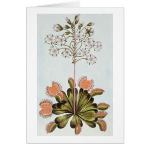 Venus Fly-trap, plate 84, from 'Collection Precieu