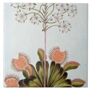 Venus Fly-trap, plate 84, from 'Collection Precieu Ceramic Tile