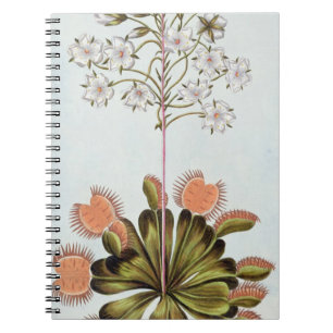 Venus Fly-trap, plate 84, from 'Collection Precieu Notebook