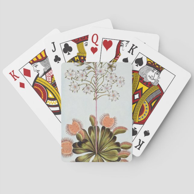 Venus Fly-trap, plate 84, from 'Collection Precieu Playing Cards (Back)