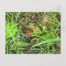 Venus Fly Traps