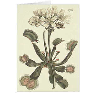 Venus Flytrap Botanical Illustration