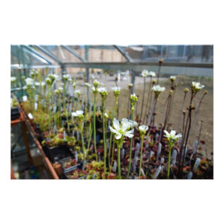 Venus Flytrap Flowers Photo Print