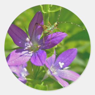 Venus Looking Glass Wildflower Floral Classic Round Sticker