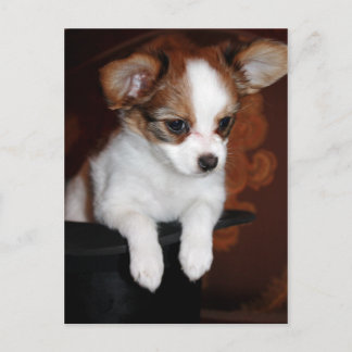 Venus puppy postcard
