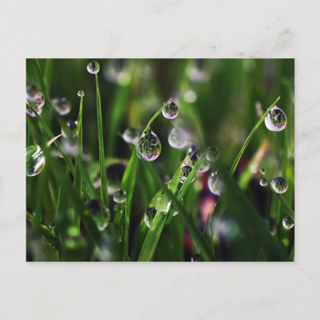 veranda rice nursery postcard (Front)