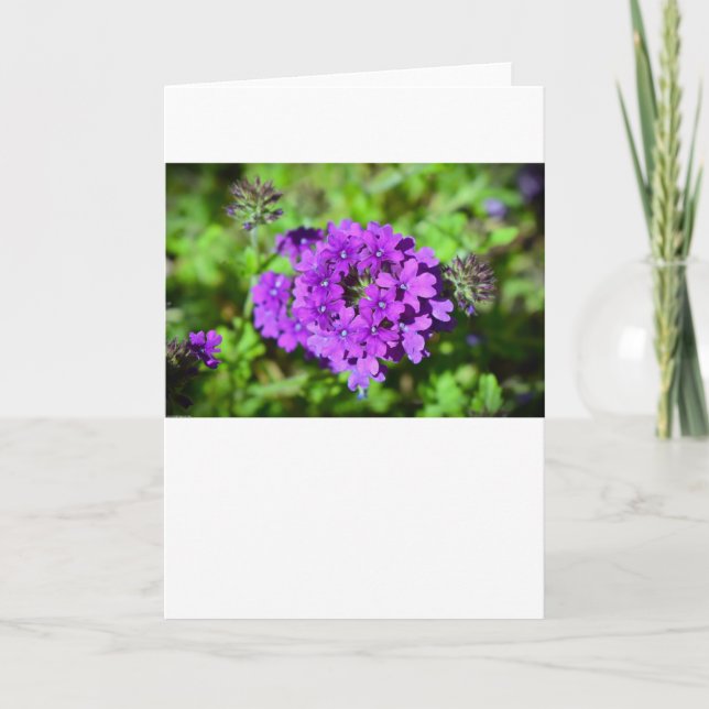 Verbena, Card (Front)
