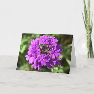 Verbena, card