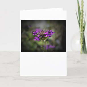 Verbena, card