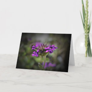 Verbena, card