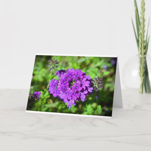 Verbena, Card (Front)