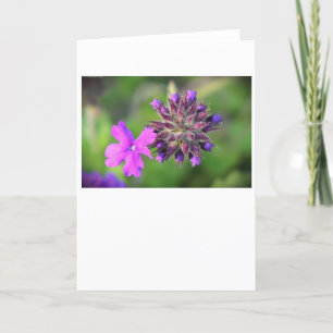 Verbena, card