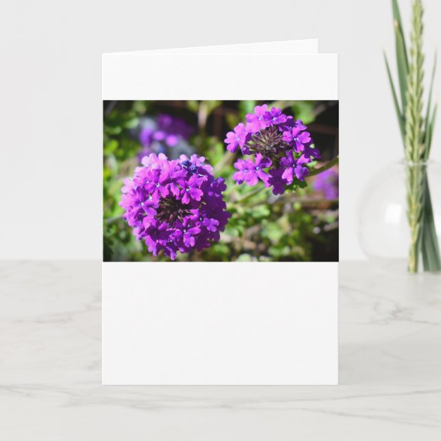 Verbena, Card (Front)