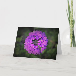 Verbena, card