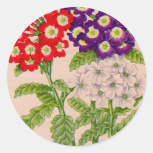 verbena flowers in red and purple classic round sticker