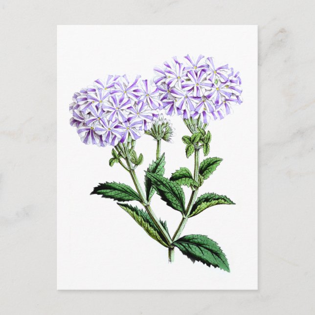 Verbena, Lady of Langlebury Postcard (Front)