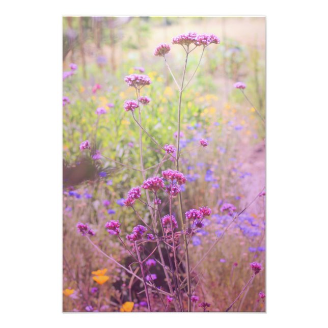 Verbena Photo Enlargement Print (Front)