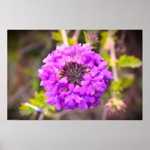 Verbena, poster