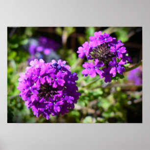 Verbena, poster