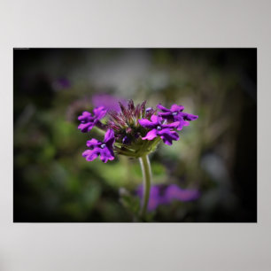 Verbena,  poster