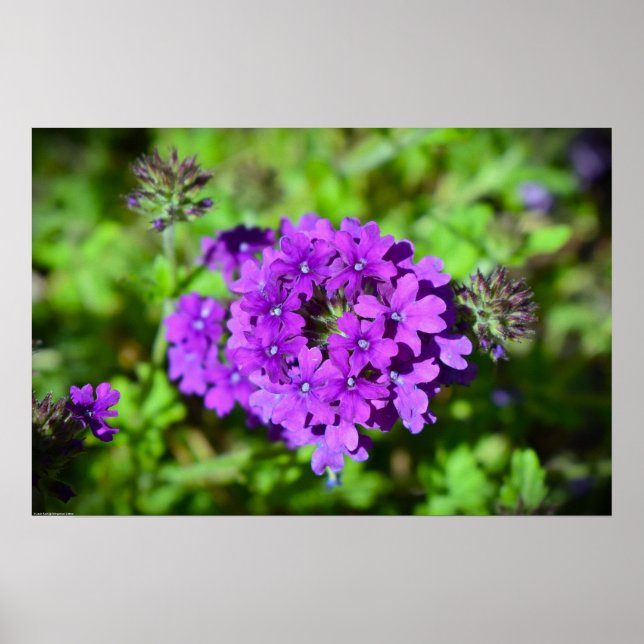 Verbena,  poster (Front)