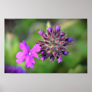 Verbena,  poster