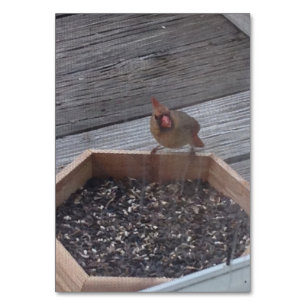 Verbs Eating Sitting Robin Bird Reading Flashcards Table Number