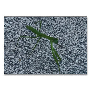 Verbs, Praying Mantis Walking, Reading Flashcards Table Number