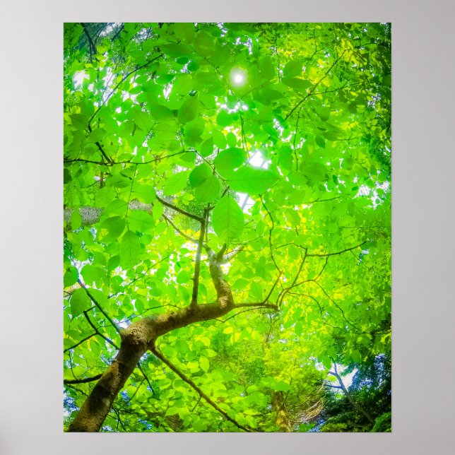 Verdant Canopy of Karuizawa Poster (Front)