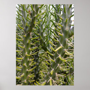 "Verdant Sentinels: The Prickly Majesty of Cactus  Poster