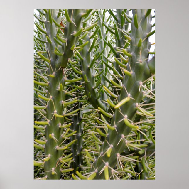 "Verdant Sentinels: The Prickly Majesty of Cactus  Poster (Front)