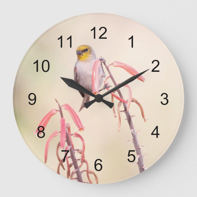 Verdin perched on penstemon large clock (Front)