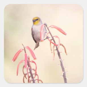 verdin perched on penstemon square sticker