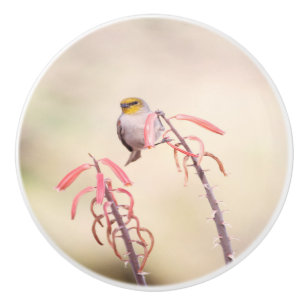 Verdin perched on penstomen ceramic knob