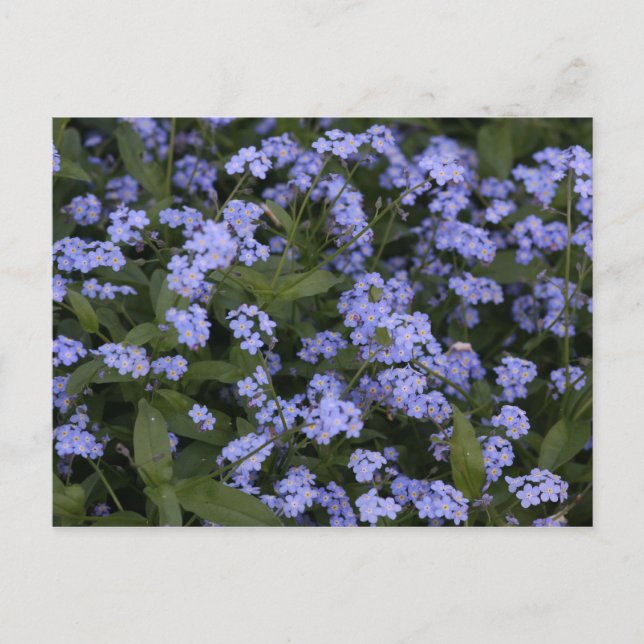Vergissmeinnicht Postcard (Front)