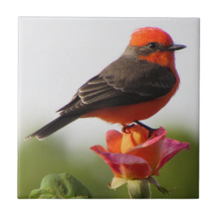Vermilion Flycatcher on Rose Ceramic Tile