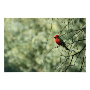 Vermilion Flycatcher Photo Print