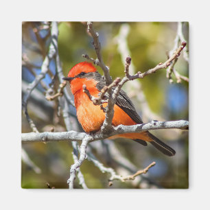 Vermillion Flycatcher Magnet