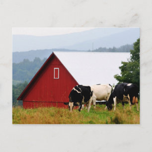 Vermont Cow Farm Postcard