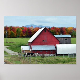 Vermont Dairy Cows at the Barn Poster