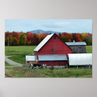 Vermont Dairy Cows at the Barn