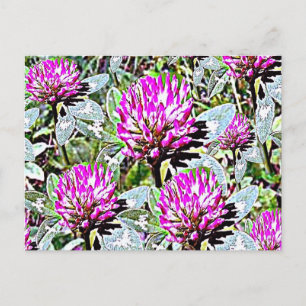 Vermont Red Clover Postcard