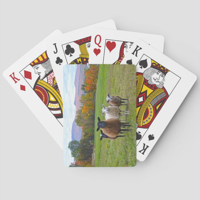 Vermont Sheep in Autumn Playing Cards (Back)