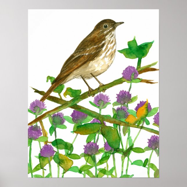 Vermont State Bird Hermit Thrush Clover Poster (Front)