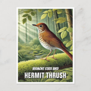 Vermont State Bird Hermit Thrush Postcard