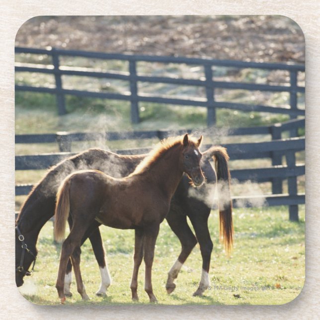 Vermont, USA Coaster (Front)