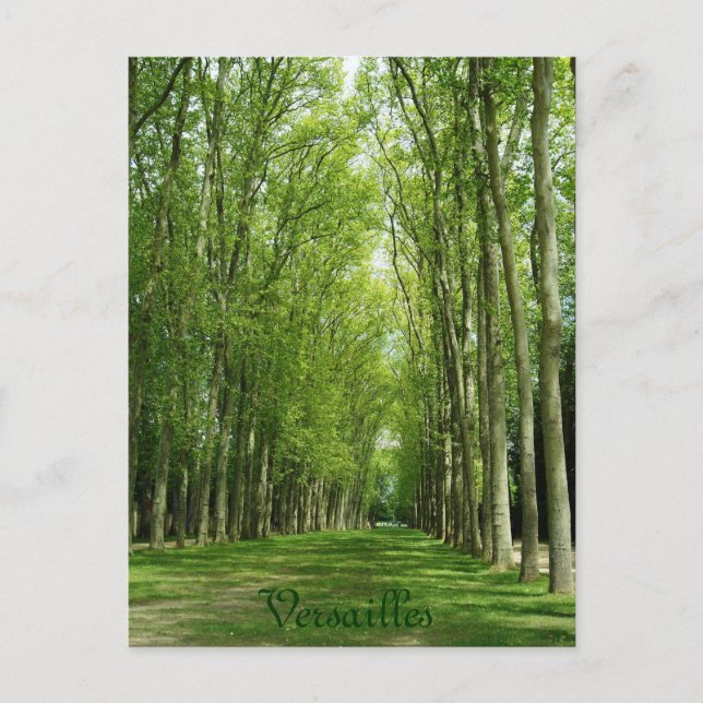 Versailles Trees Gardens Romantic Path France Postcard (Front)
