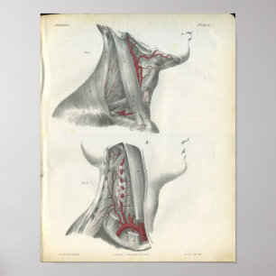 Vertebral Arteries Neck Anatomy Print