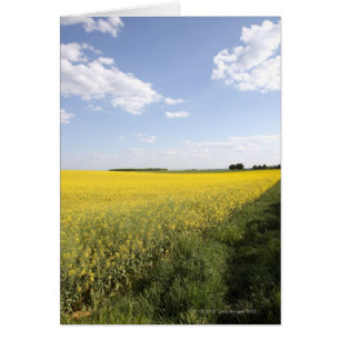 Vertical panorama of a yellow canola field in
