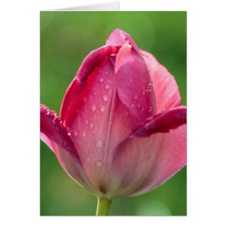 Vertical shot of a pink tulip with dew
